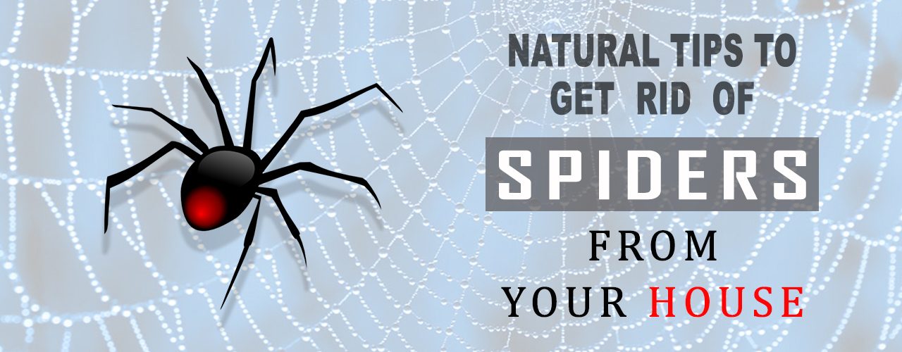 Get rid of spiders
