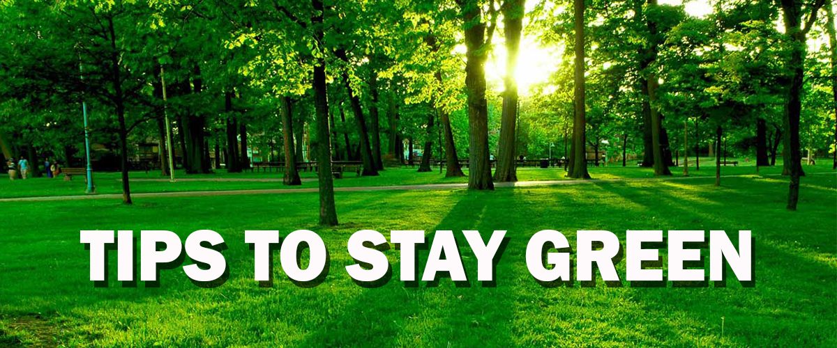 tips to stay green